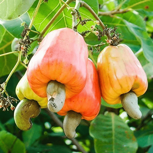 cashewnoten en fruit groei op de boom